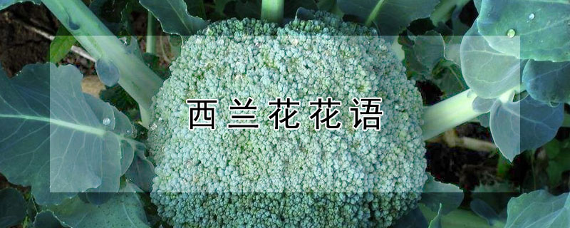 西兰花花语（西兰花花语的梗）