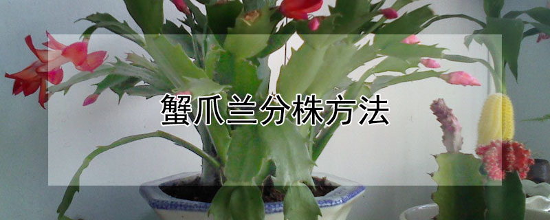 蟹爪兰分株方法（蟹爪兰怎么分株）