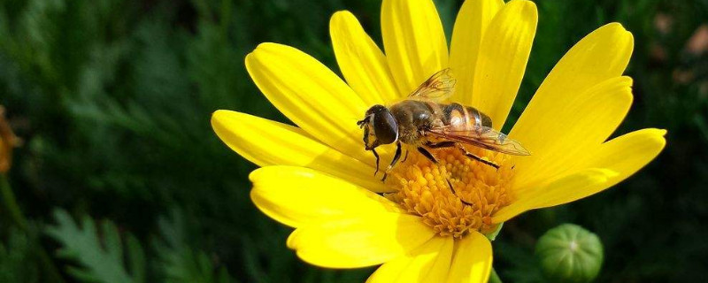 野菊花花语(黄色野菊花花语)