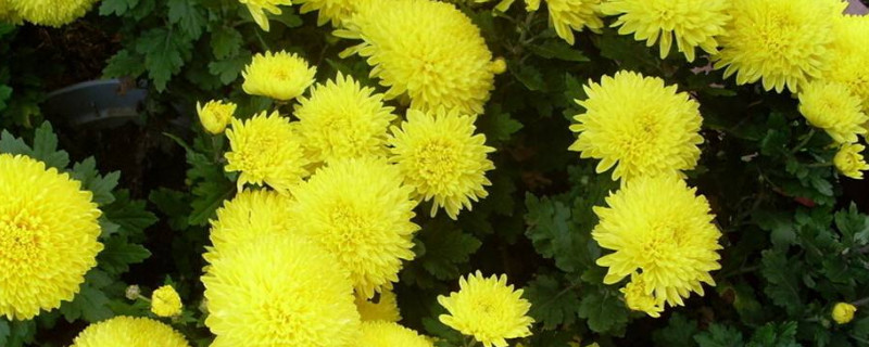 菊花花语代表什么意思（菊花花语和象征）