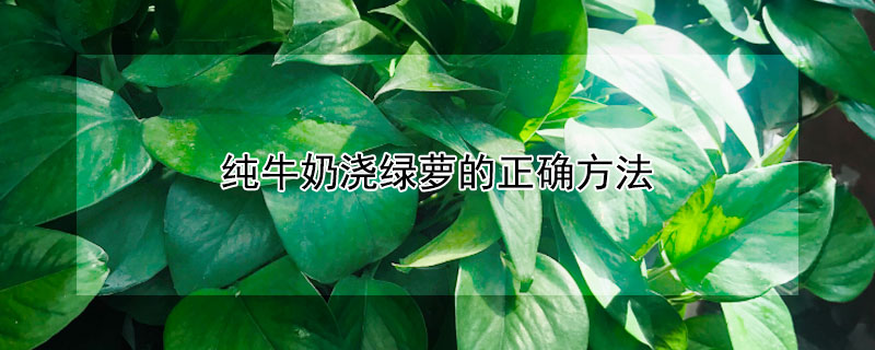 纯牛奶浇绿萝的正确方法 纯牛奶能不能浇绿萝
