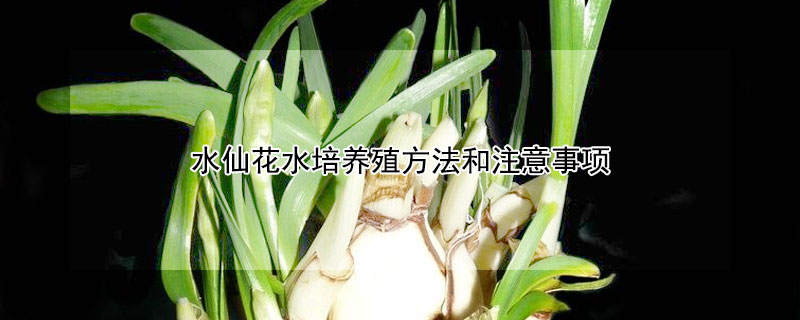 水仙花水培养殖方法和注意事项（水仙花的养殖水培）