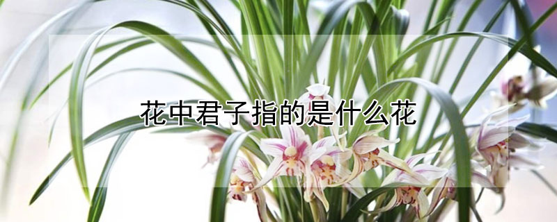 花中君子指的是什么花（花中君子指的是什么花啊）