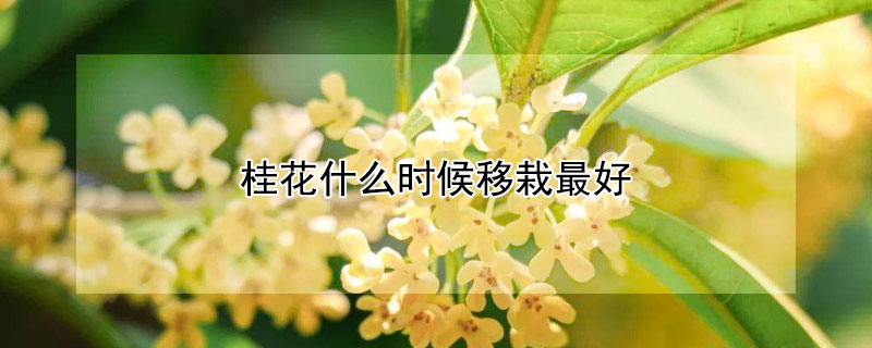 桂花什么时候移栽最好（盆栽桂花几月移栽最好）
