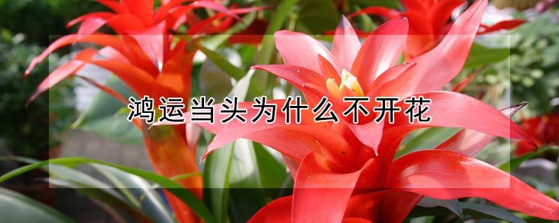 鸿运当头为什么不开花 鸿运当头怎么能开花