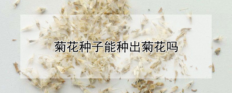 菊花种子能种出菊花吗（菊花是用种子繁殖的吗）