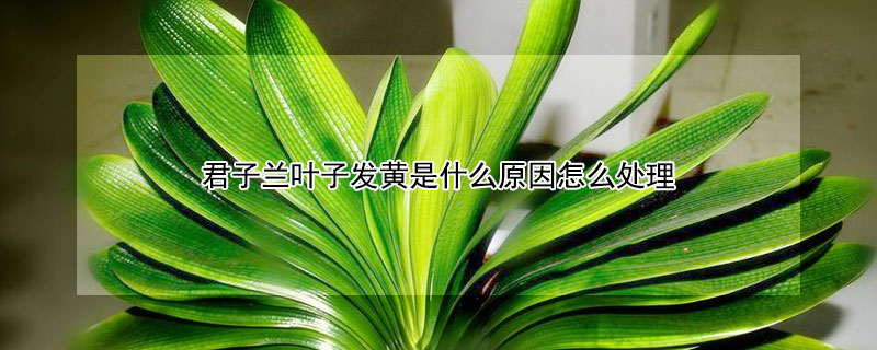 君子兰叶子发黄是什么原因怎么处理 君子兰叶子尖发黄是什么原因怎么处理
