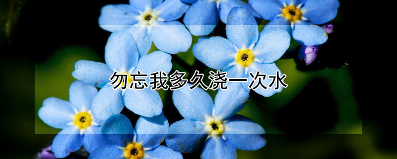 勿忘我多久浇一次水（勿忘我要浇水吗）