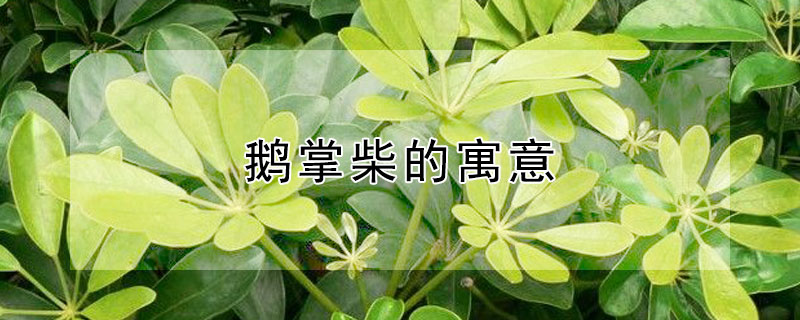 鹅掌柴的寓意（鹅掌柴花的寓意）