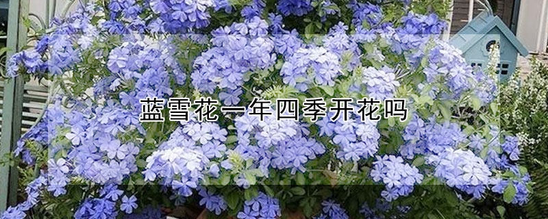 蓝雪花一年四季开花吗（蓝雪花可以四季开花吗）