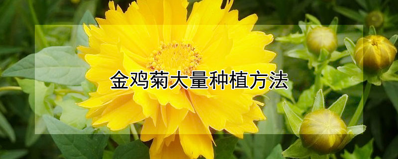 金鸡菊大量种植方法 金鸡菊的种植方法和注意事项