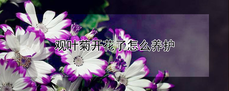 观叶菊开花了怎么养护（怎样养好花叶菊）
