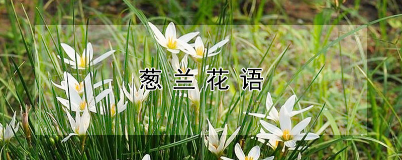 葱兰花语（葱兰花语什么意思）