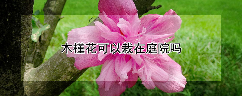 木槿花可以栽在庭院吗（木槿花可以种在院子里吗）