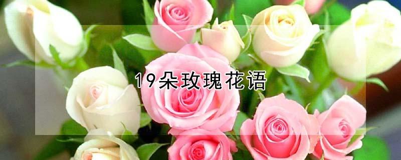 19朵玫瑰花语（19朵玫瑰花语 中国鲜花礼品网）