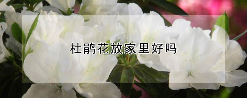 杜鹃花放家里好吗 家里能养杜鹃花吗放在哪合适