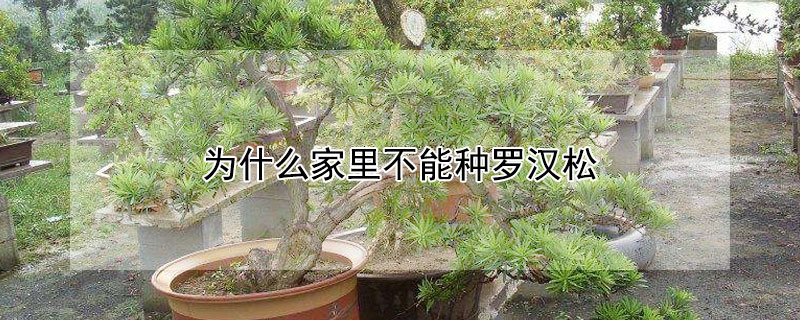 为什么家里不能种罗汉松（家里是不是不能种罗汉松）