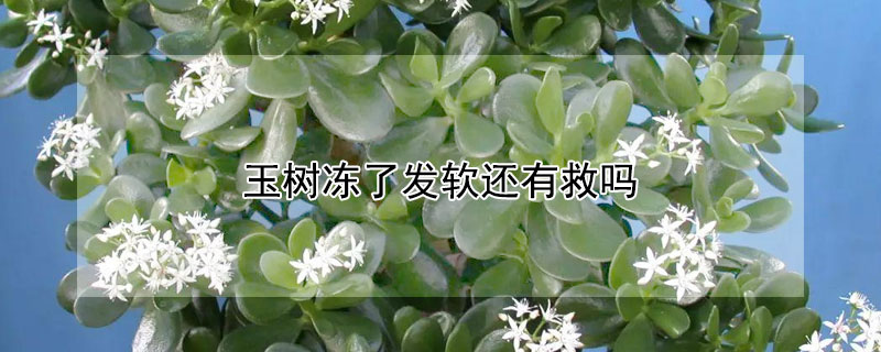 玉树冻了发软还有救吗（玉树冻蔫了）