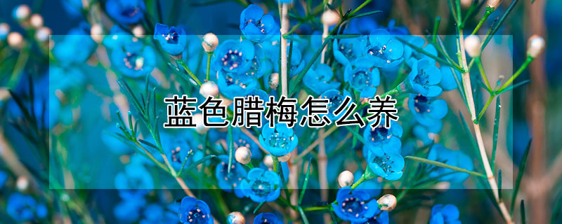 蓝色腊梅怎么养（黄色腊梅怎么养）