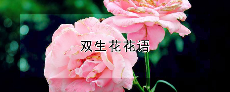 双生花花语 双生花花语是什么意思