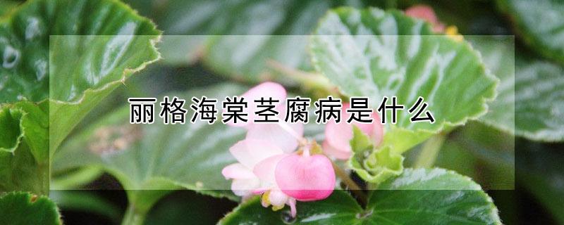 丽格海棠茎腐病是什么(丽格海棠根茎腐烂)