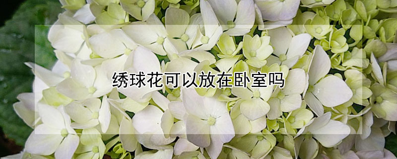 绣球花可以放在卧室吗（绣球花适合放在卧室吗）