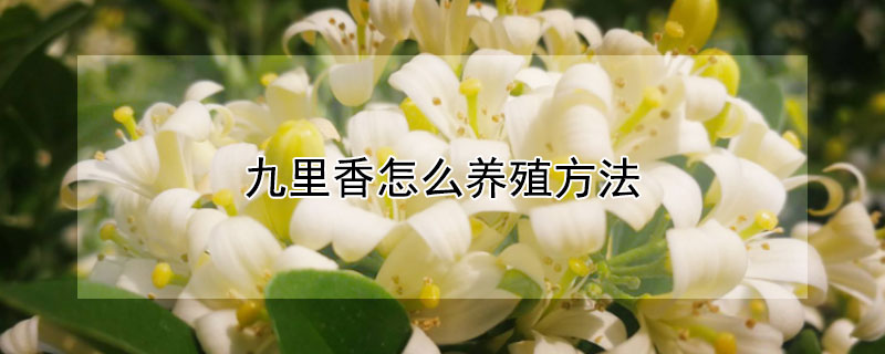 九里香怎么养殖方法 九里香的养殖方法
