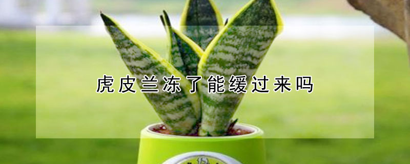 虎皮兰冻了能缓过来吗（虎皮兰受冻后怎么办）