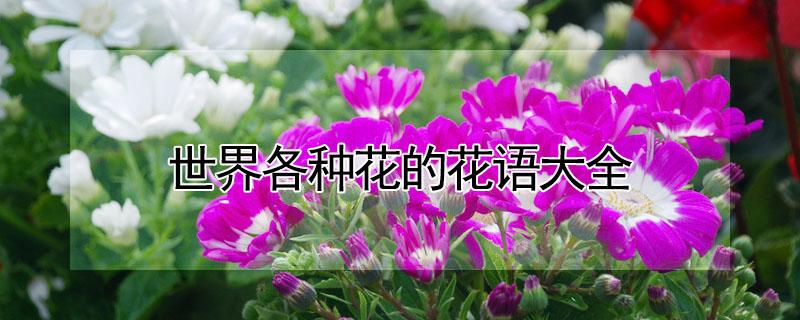 世界各种花的花语大全（世界各种花图片及名称花语）