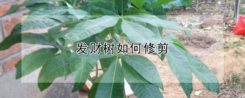 发财树如何修剪（发财树怎么剪枝）