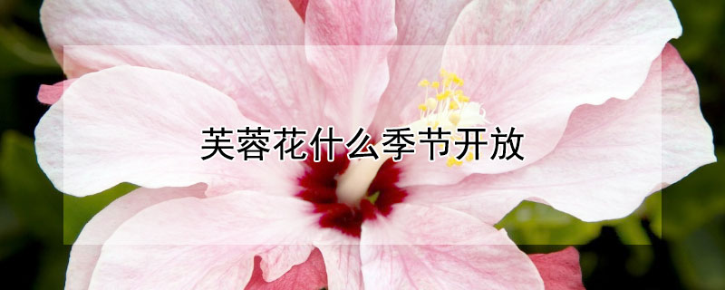 芙蓉花什么季节开放(芙蓉花开放在什么季节)