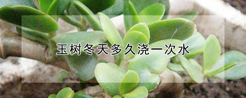 玉树冬天多久浇一次水（玉树夏天多久浇水一次）