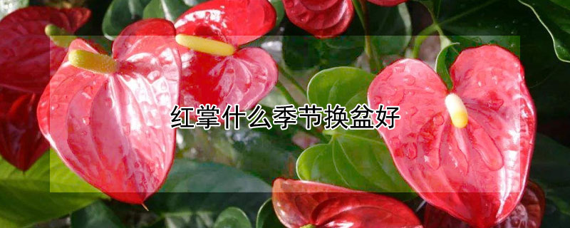 红掌什么季节换盆好（刚买的红掌什么时候换盆）