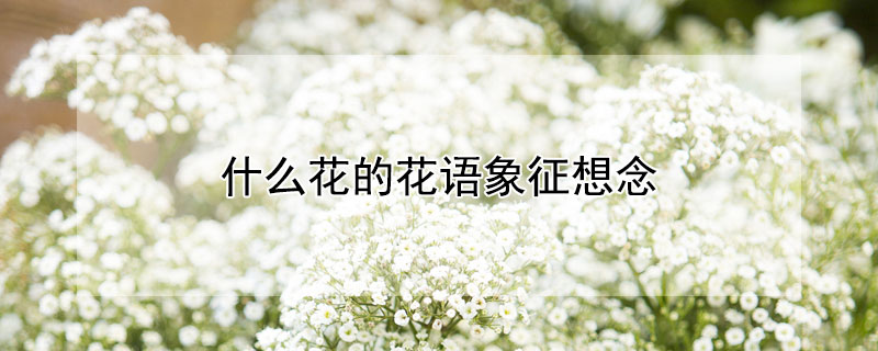 什么花的花语象征想念 花语表示思念的花有哪些