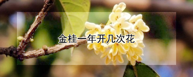 金桂一年开几次花 金桂花一年开花多少次