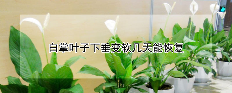 白掌叶子下垂变软几天能恢复 白掌叶子下垂能恢复吗