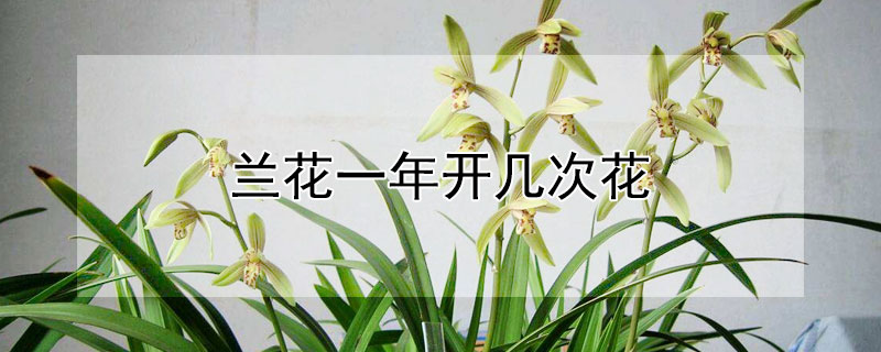 兰花一年开几次花 兰花一年开几次花?每年几月开花?