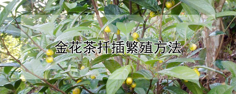 金花茶扦插繁殖方法（茶花扦插繁殖技术）