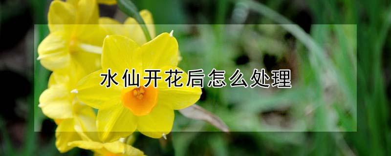 水仙开花后怎么处理 水仙开过花后怎么处理