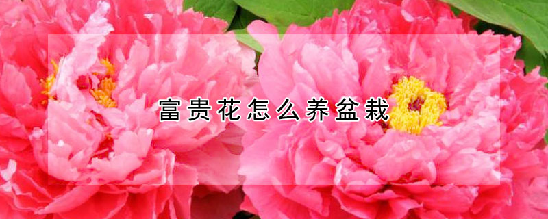 富贵花怎么养盆栽（大富贵盆栽怎么养）