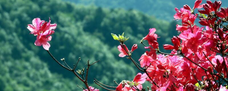 杜鹃花寓意 杜鹃花寓意风水