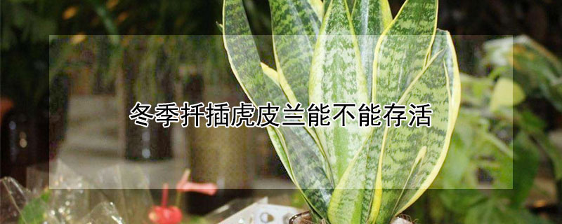 冬季扦插虎皮兰能不能存活（虎皮兰什么时候可以扦插）