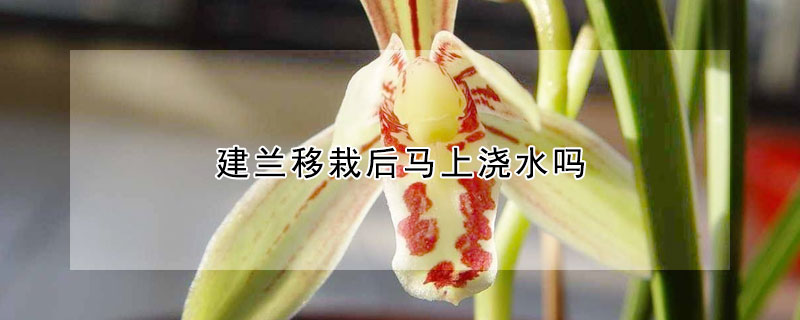 建兰移栽后马上浇水吗(建兰夏季多久浇水)