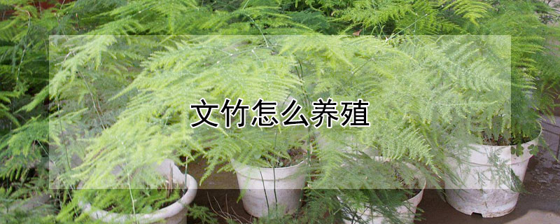 文竹怎么养殖（文竹的养护）