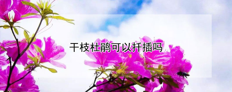 干枝杜鹃可以扦插吗 杜鹃能插枝吗