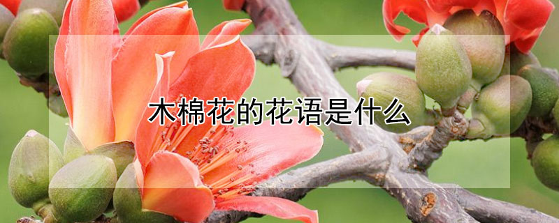 木棉花的花语是什么（木棉花的花语是什么知道吗）