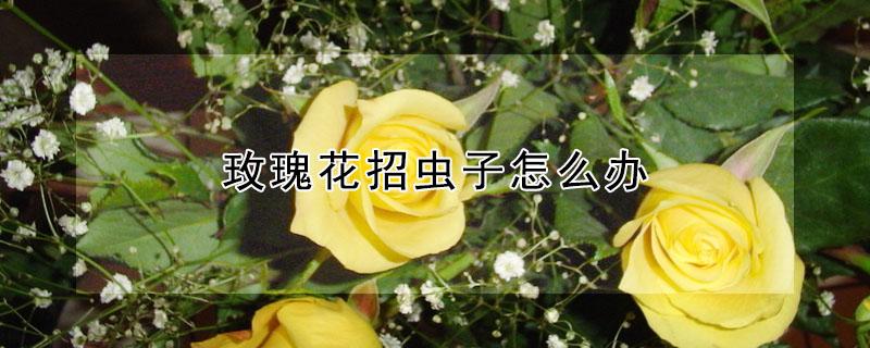 玫瑰花招虫子怎么办 玫瑰花招虫子吗