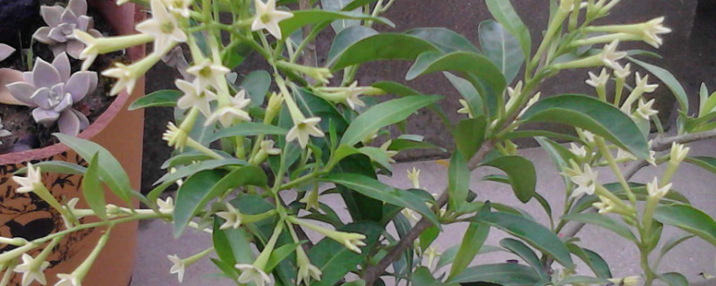 夜来香的花语（夜来香的花语和寓意）