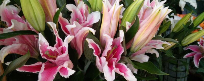 粉百合花语（百合花语浪漫语句）