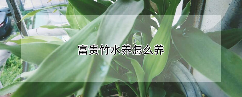 富贵竹水养怎么养（富贵竹水培方法）